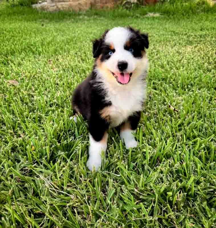 Ido- Available $2,000