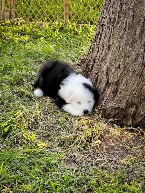 Tux1.jpg