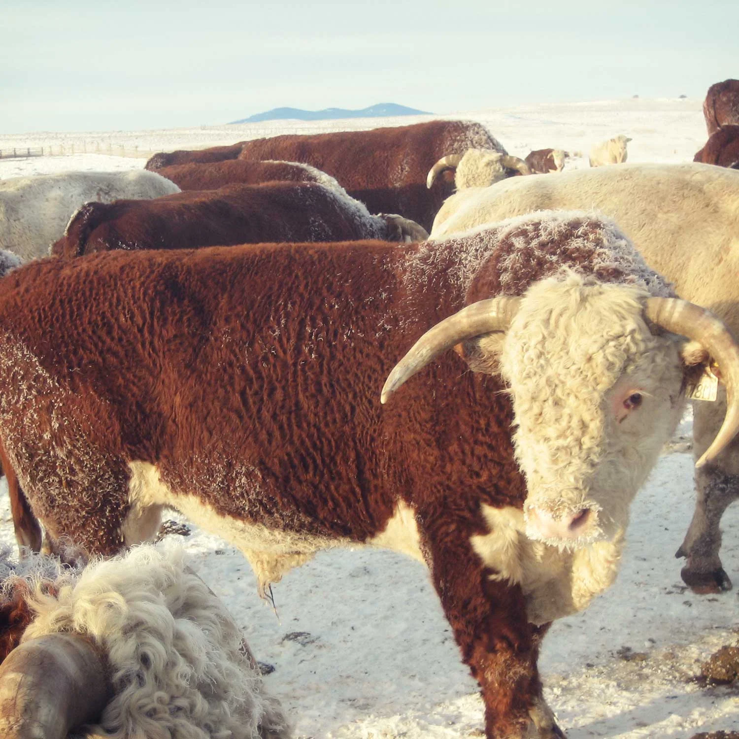 dlr-img-ops-cattle-1500x1500-4.jpg