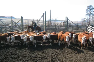 Dlcc Ranch Ranch Operations — Douglas Lake Cattle Co