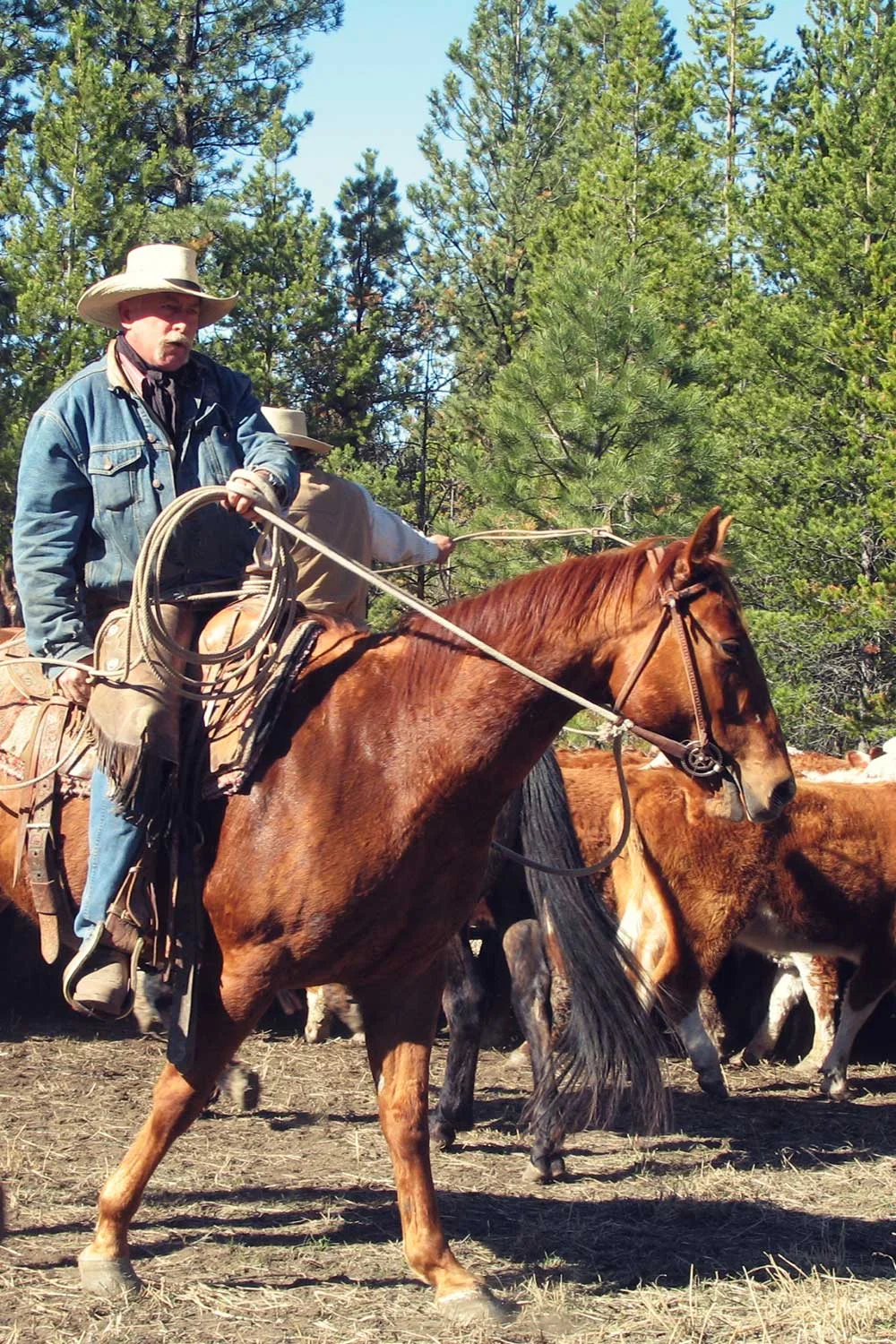 Ranch Operations — Douglas Lake Cattle Co