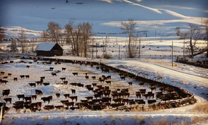 Dlcc Ranch Ranch Operations — Douglas Lake Cattle Co