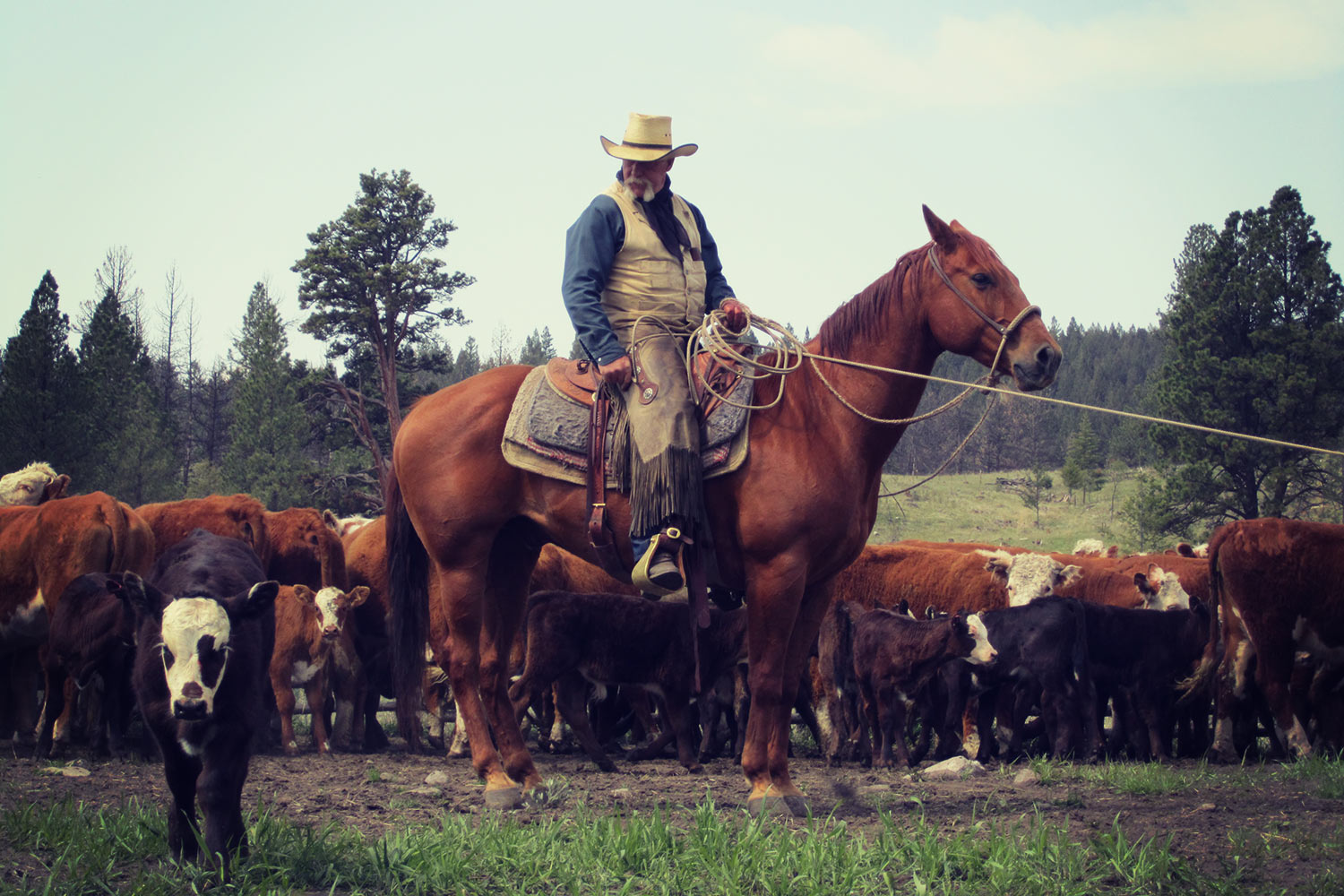 Ranch Operations — Douglas Lake Cattle Co