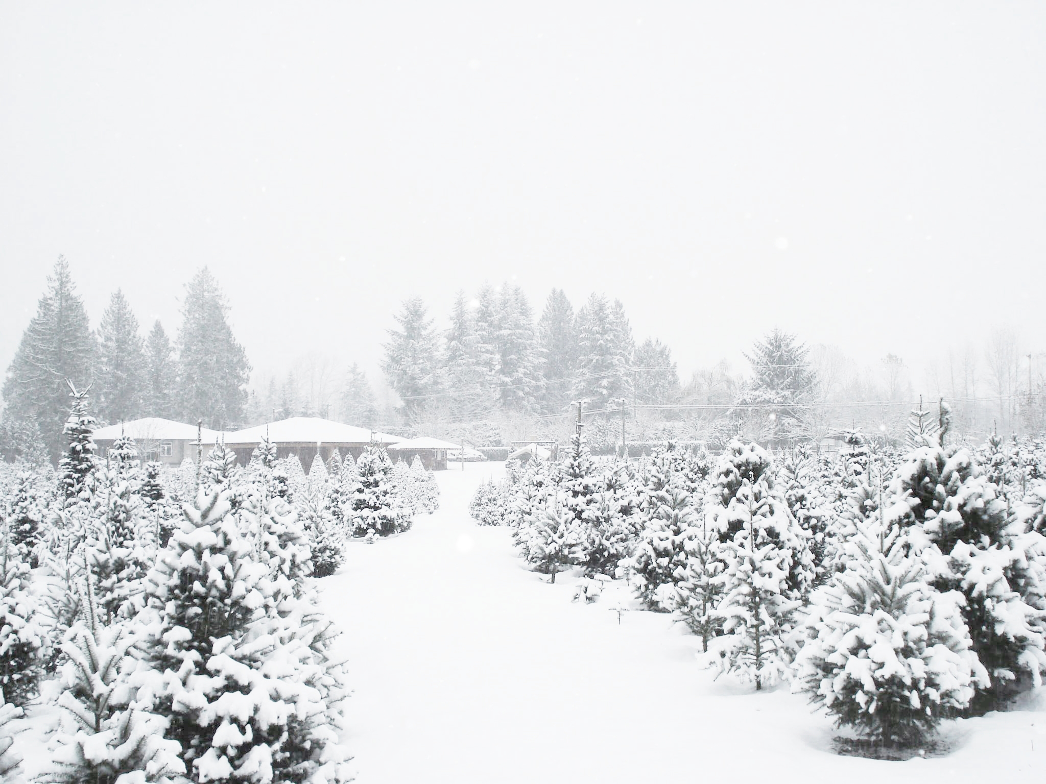 snowy-trees-desaturated.jpg