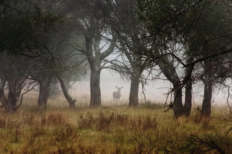 deer_in_forest_by_xelement.jpg