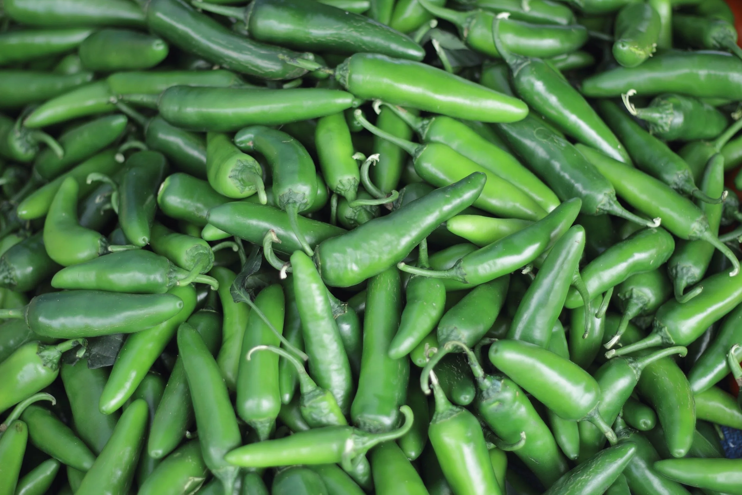 WEIRD LOVE: SPICY PLANTS 