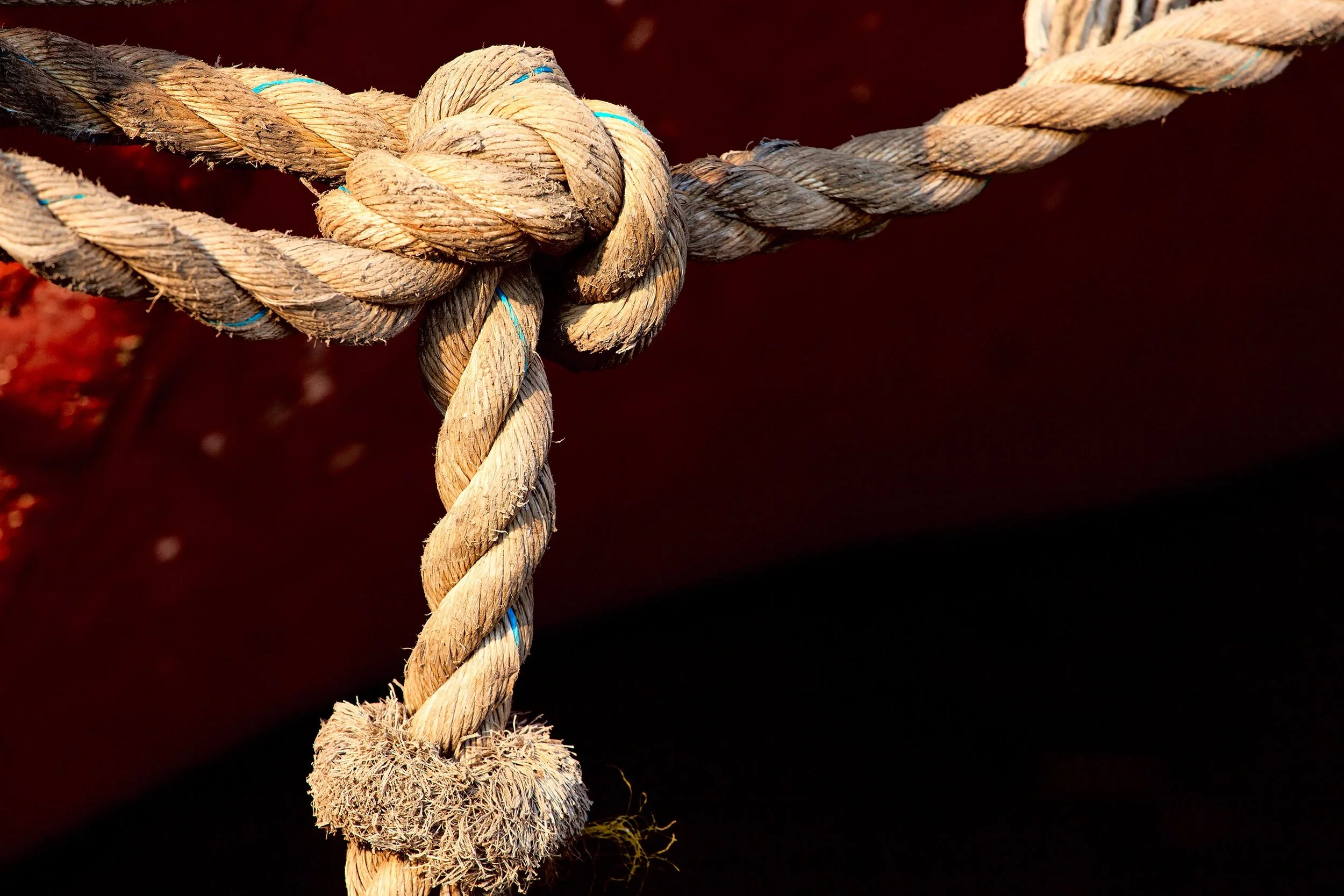 WEIRD LOVE: DOG ROPE SELF LOVE