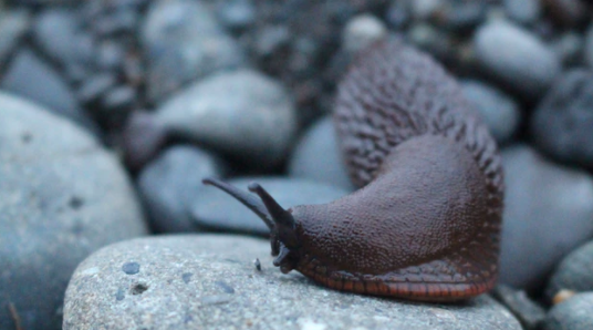 slug.PNG