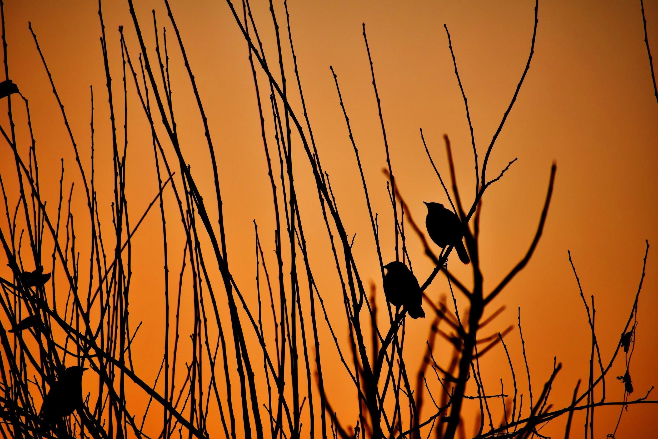 Two birds named Heat and Hunger