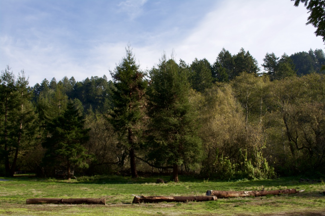 camping meadow logs.jpg
