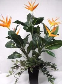 3' Heliconia with Wandering Jew.jpg
