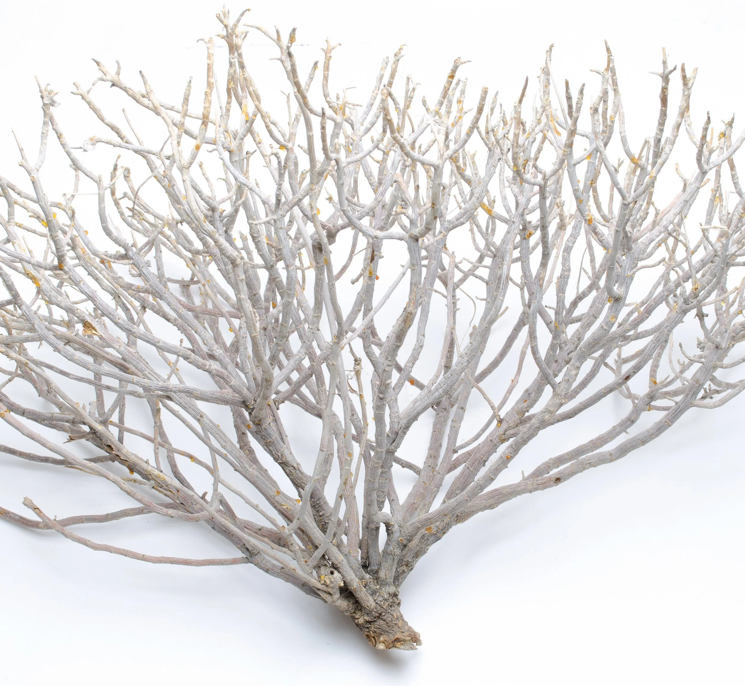 Coral Bush.jpg