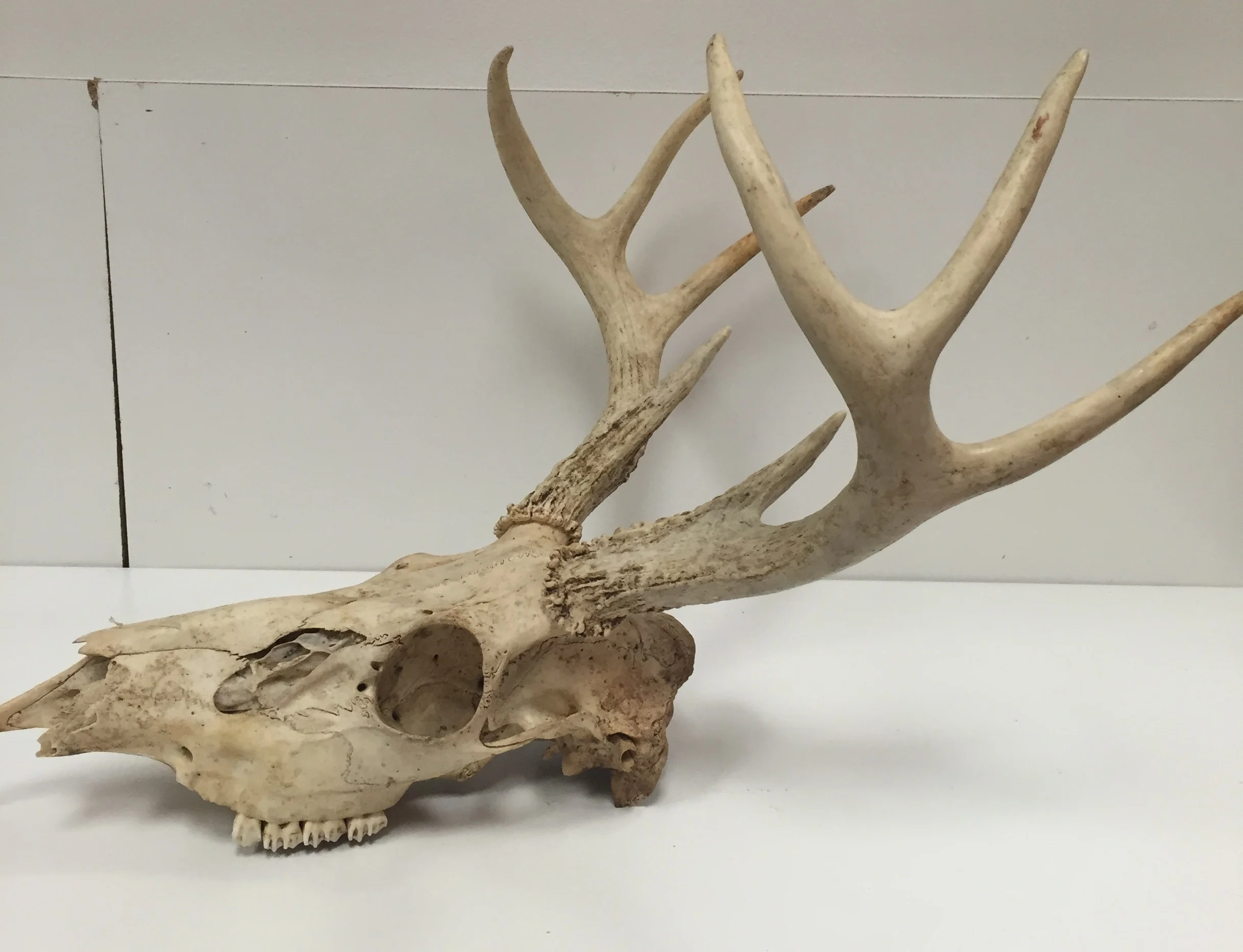 DeerSkull.jpg