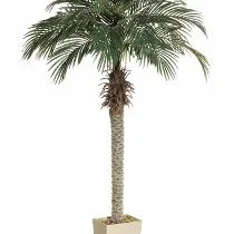 4' Phoenix Palm.jpg