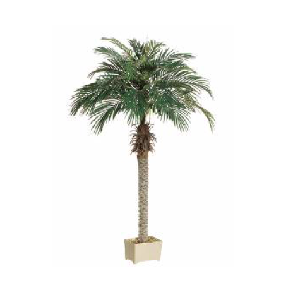 4' phoenix palm tree.png