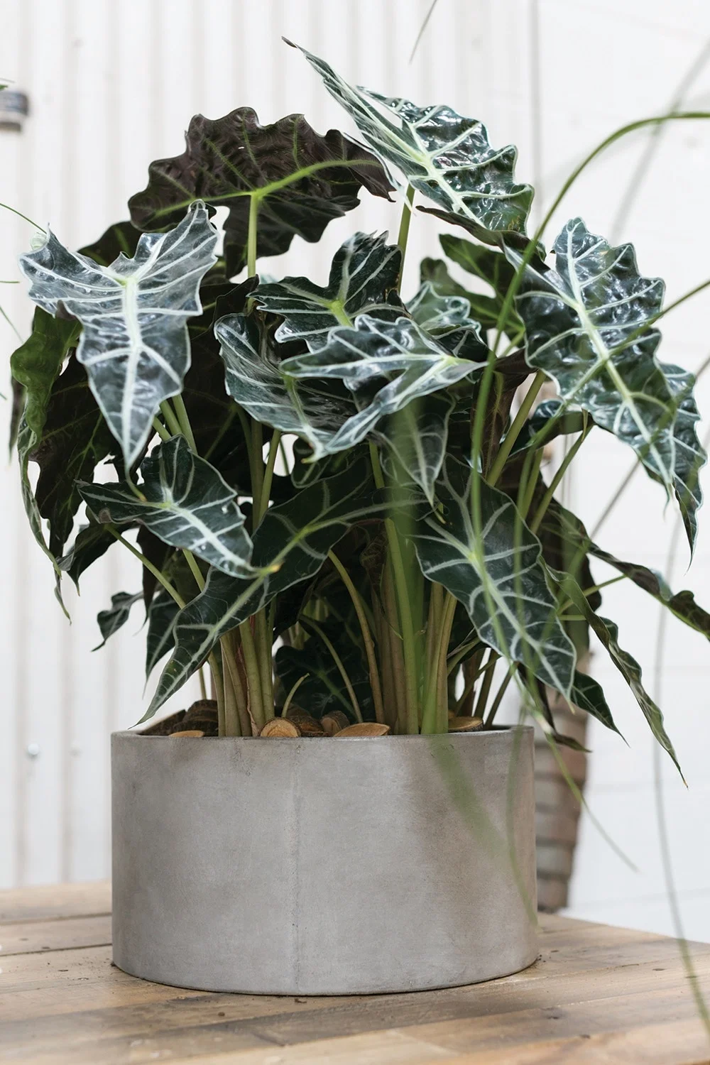 pullman pot example.jpg