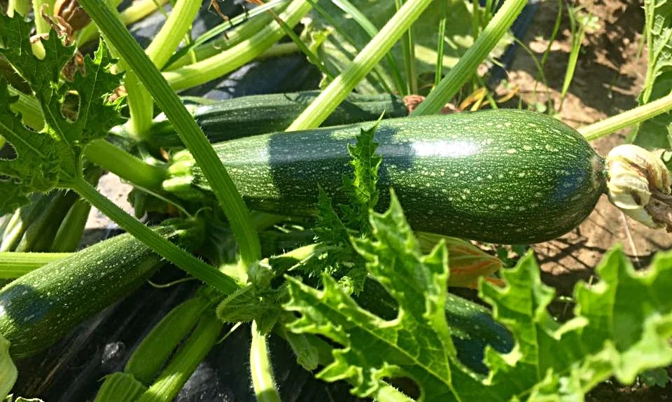 Zucchini almost ready to go! 