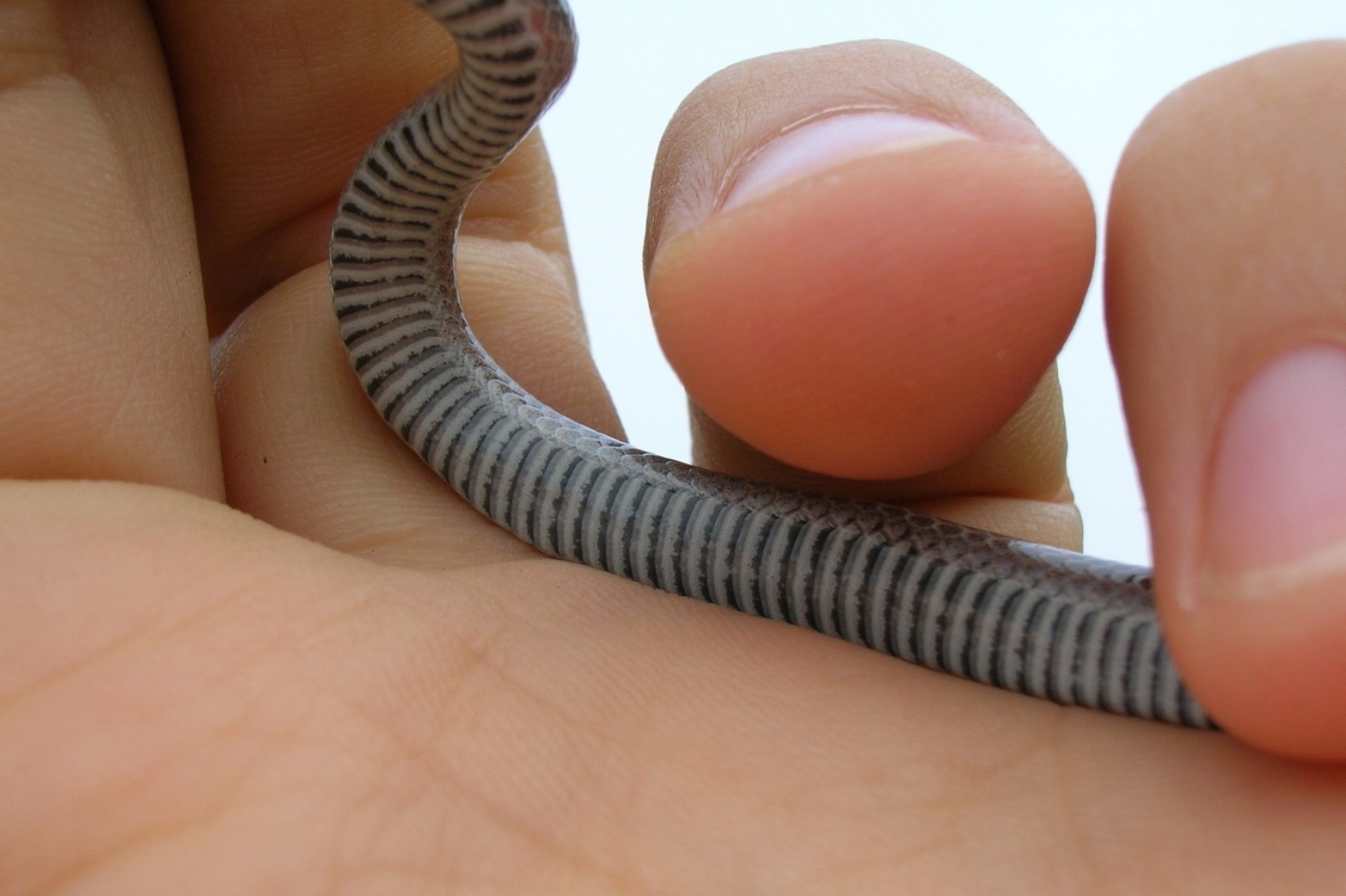 Sharp-tailed Snakes have distinctive black and white stripes on their bellies