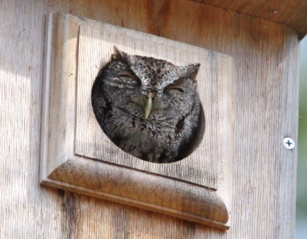 screech owl.jpg