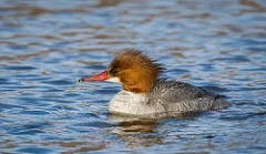 Common Merganser