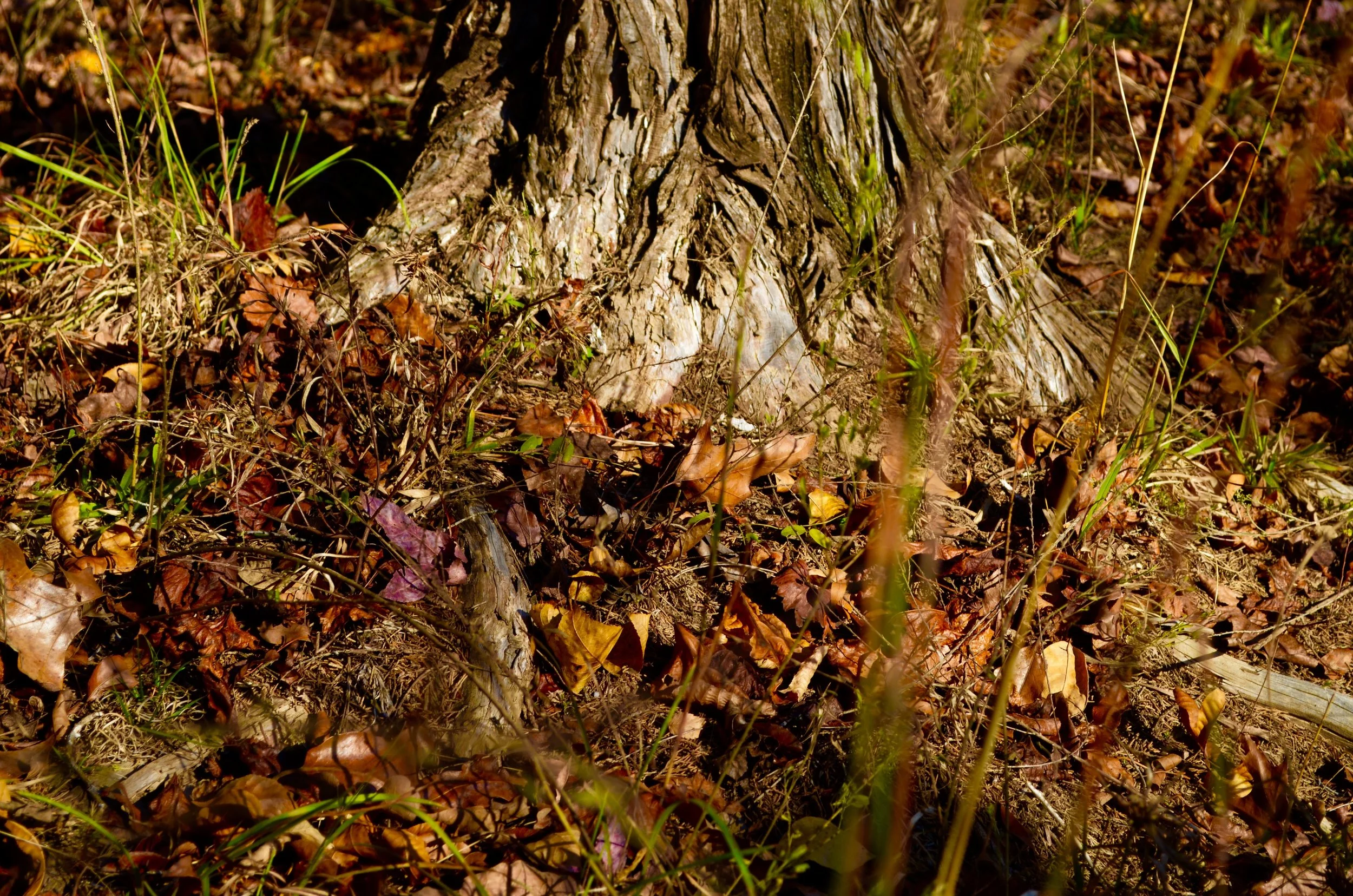 DSC_0676.jpg