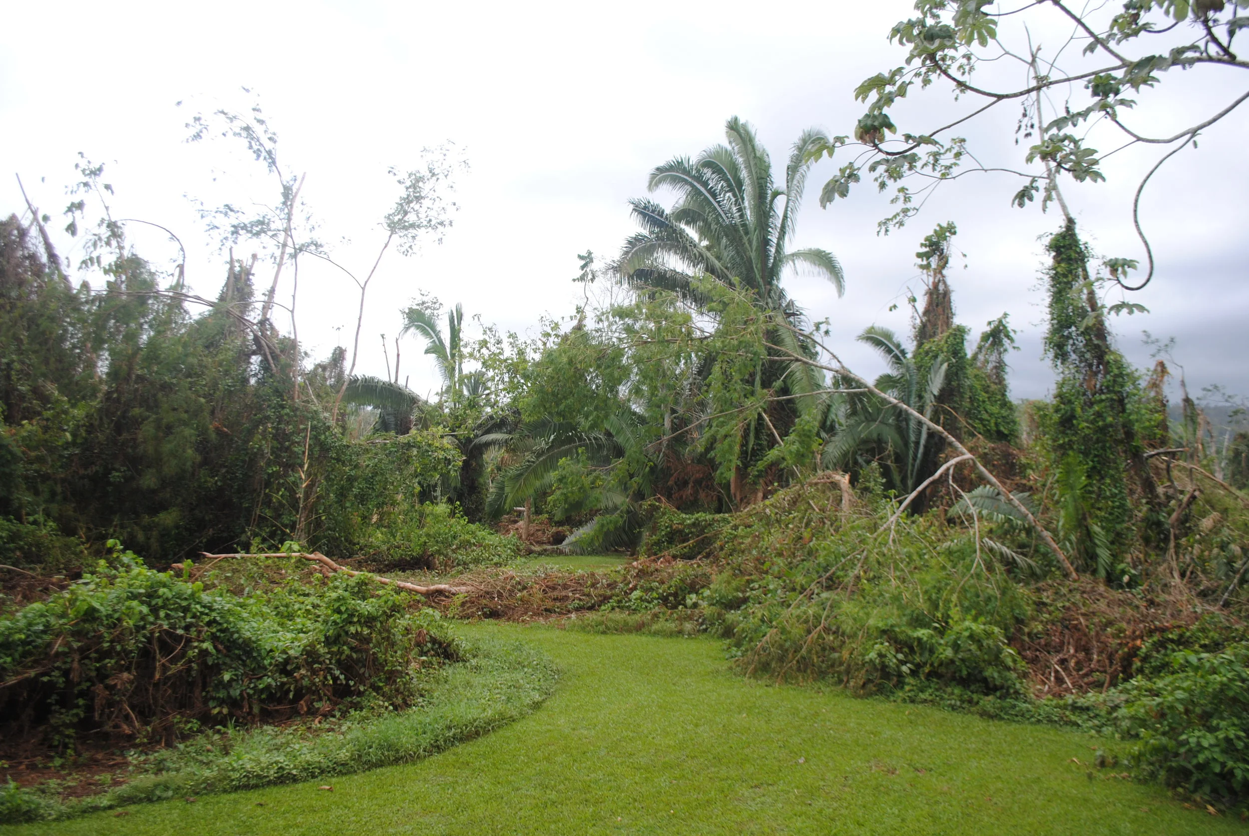 rainforest.JPG