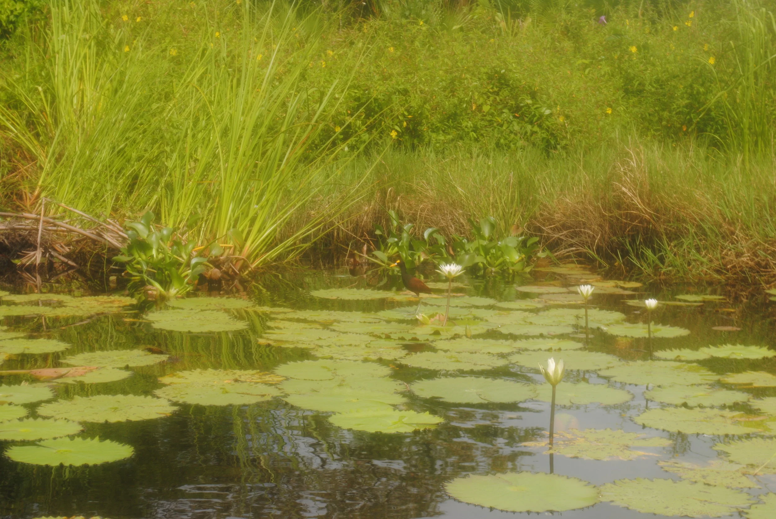 belizeriver.JPG