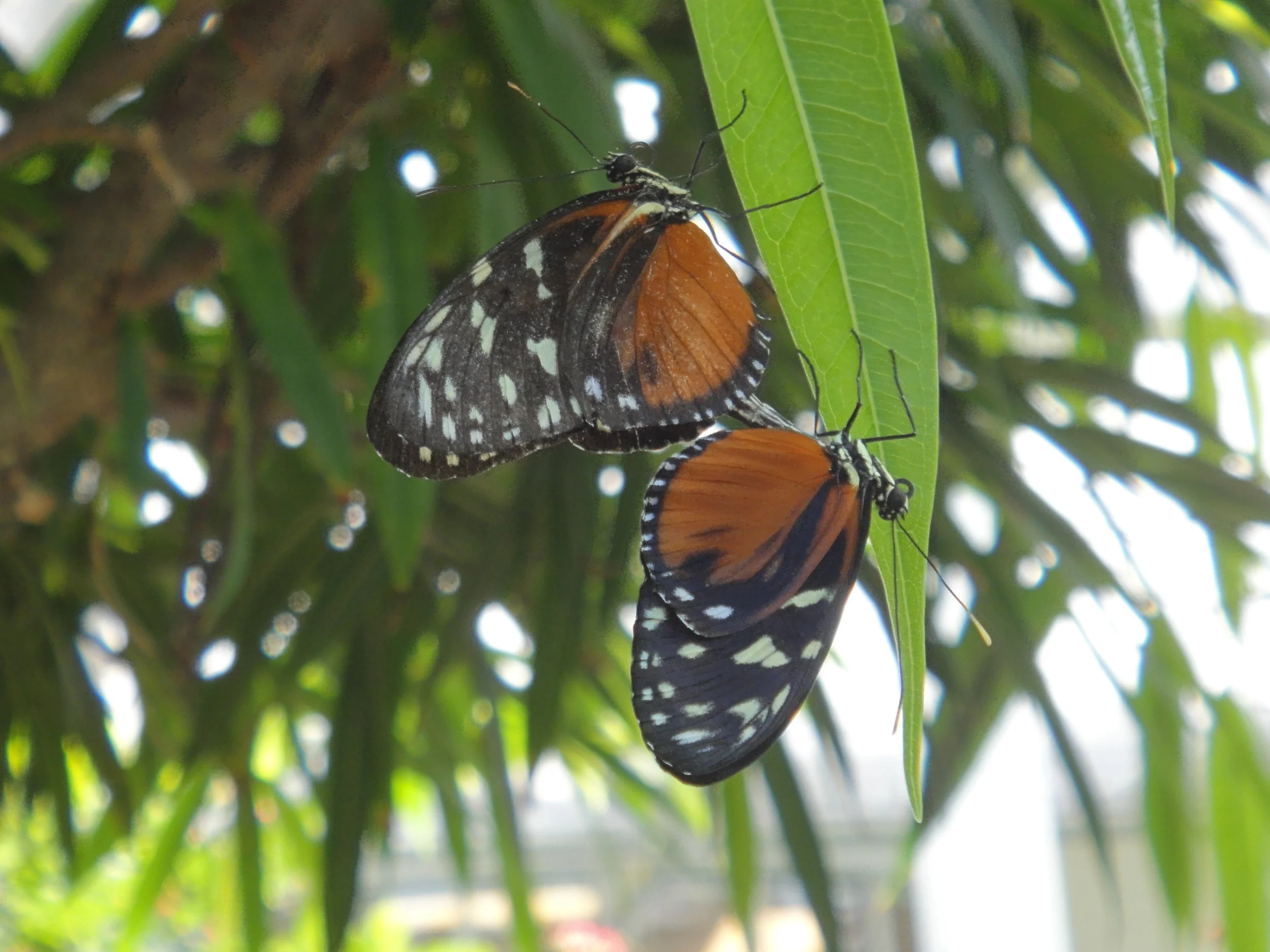 butterfly5.JPG