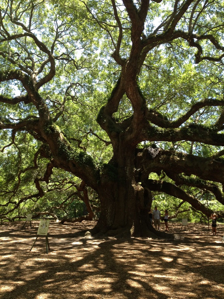 angeloak.JPG
