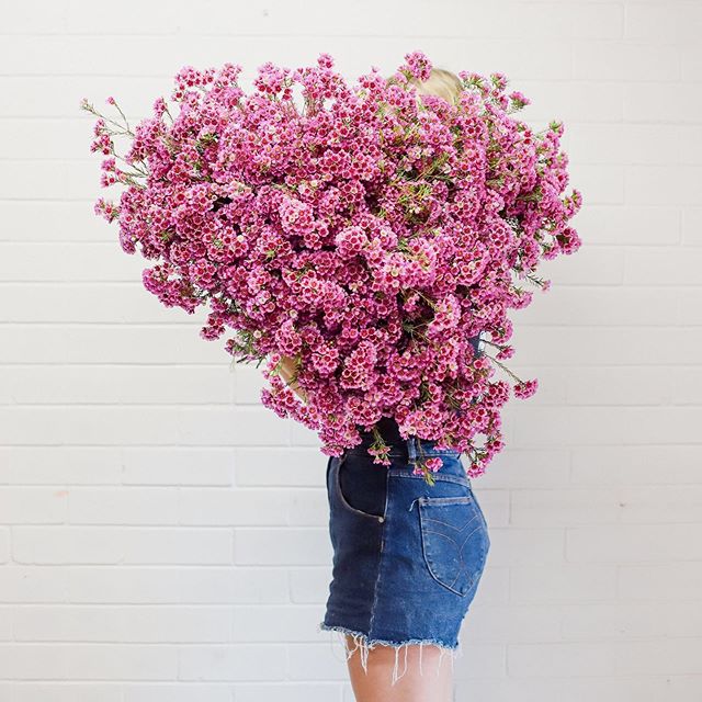 When you think wax flower couldn't be anymore amazing, then this arrives at the workshop! 🙌💕