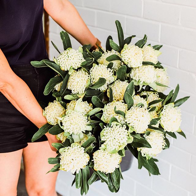 White Waratahs for Saturday! 😱
Yasssss plz! ❤️ But unfortunately, we're sold out. 😥 ⠀
⠀