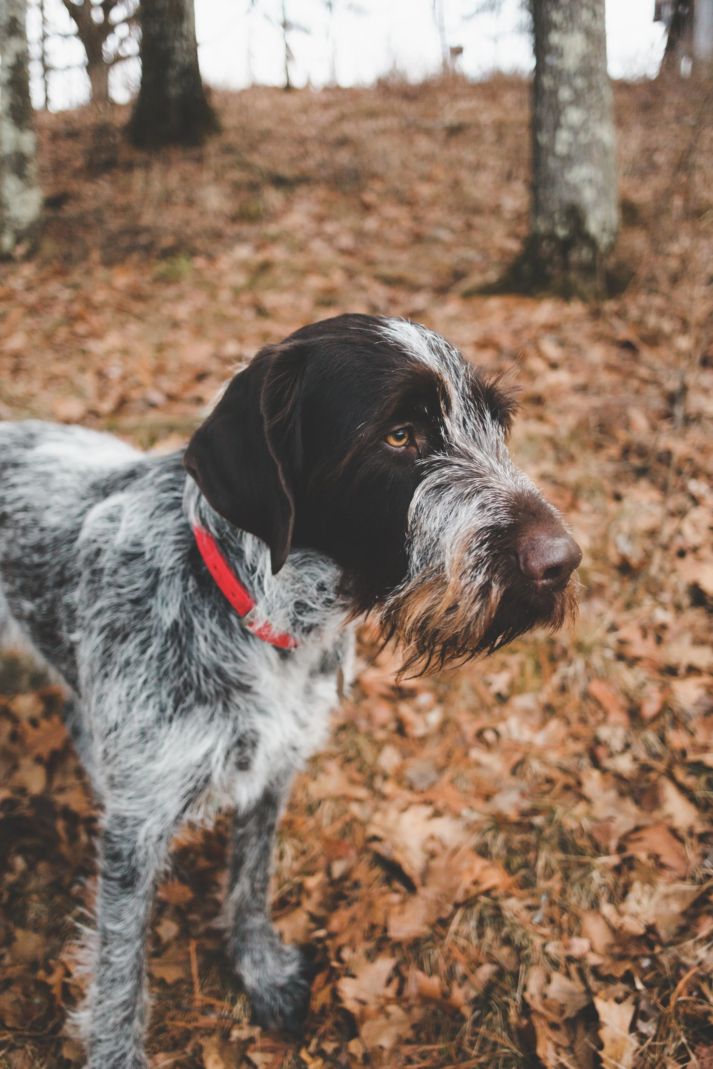 whose pupper-1.jpg