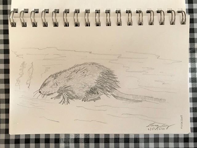 Drawing of a muskrat (from a reference photo I found online) /// #muskrat #drawing #drawingpractice #drawingoftheday #sketch #sketching