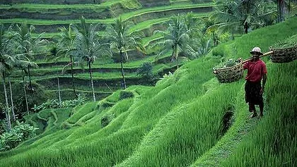 ubud-bali.jpg