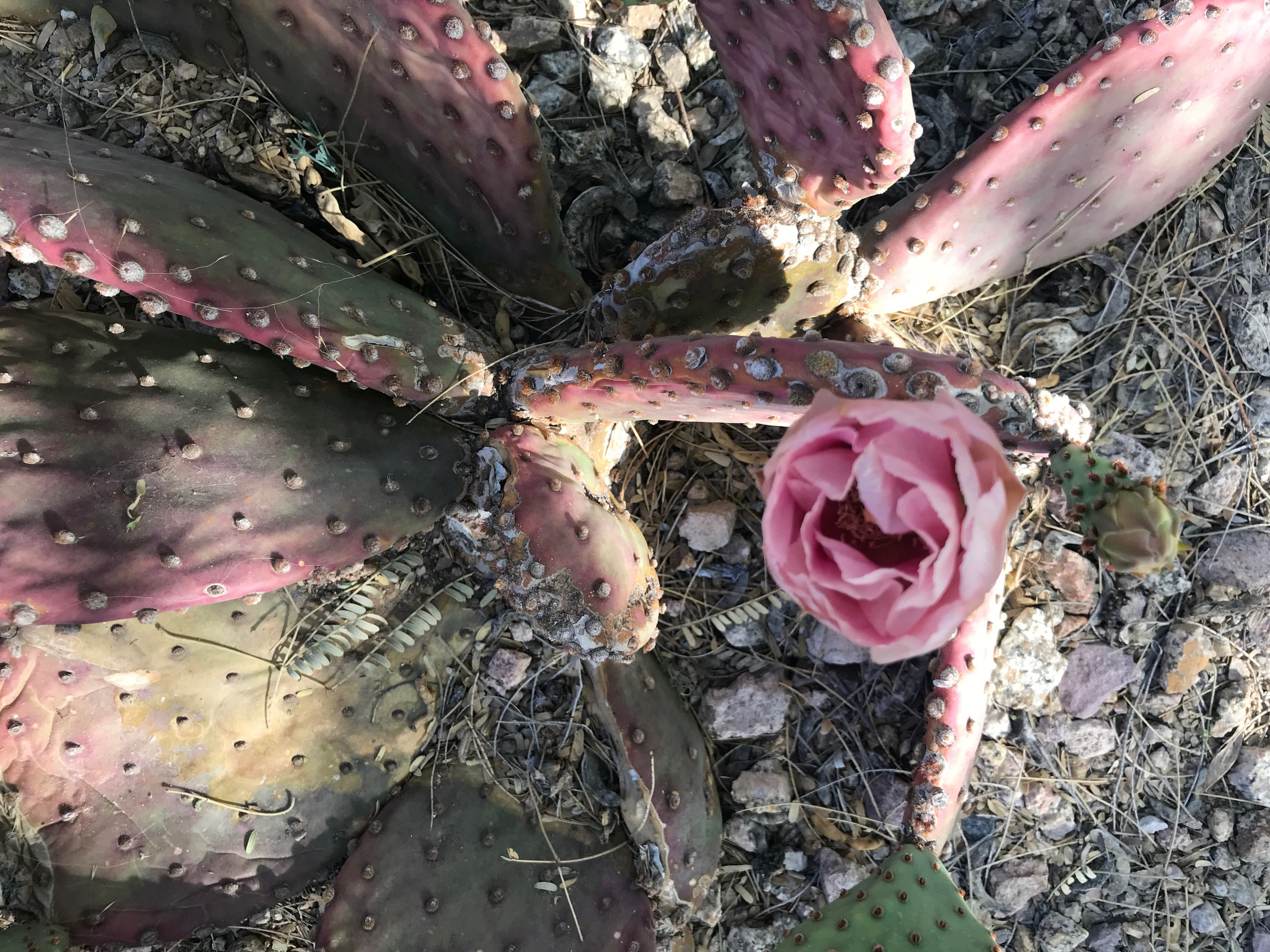 Pink cactus.jpeg