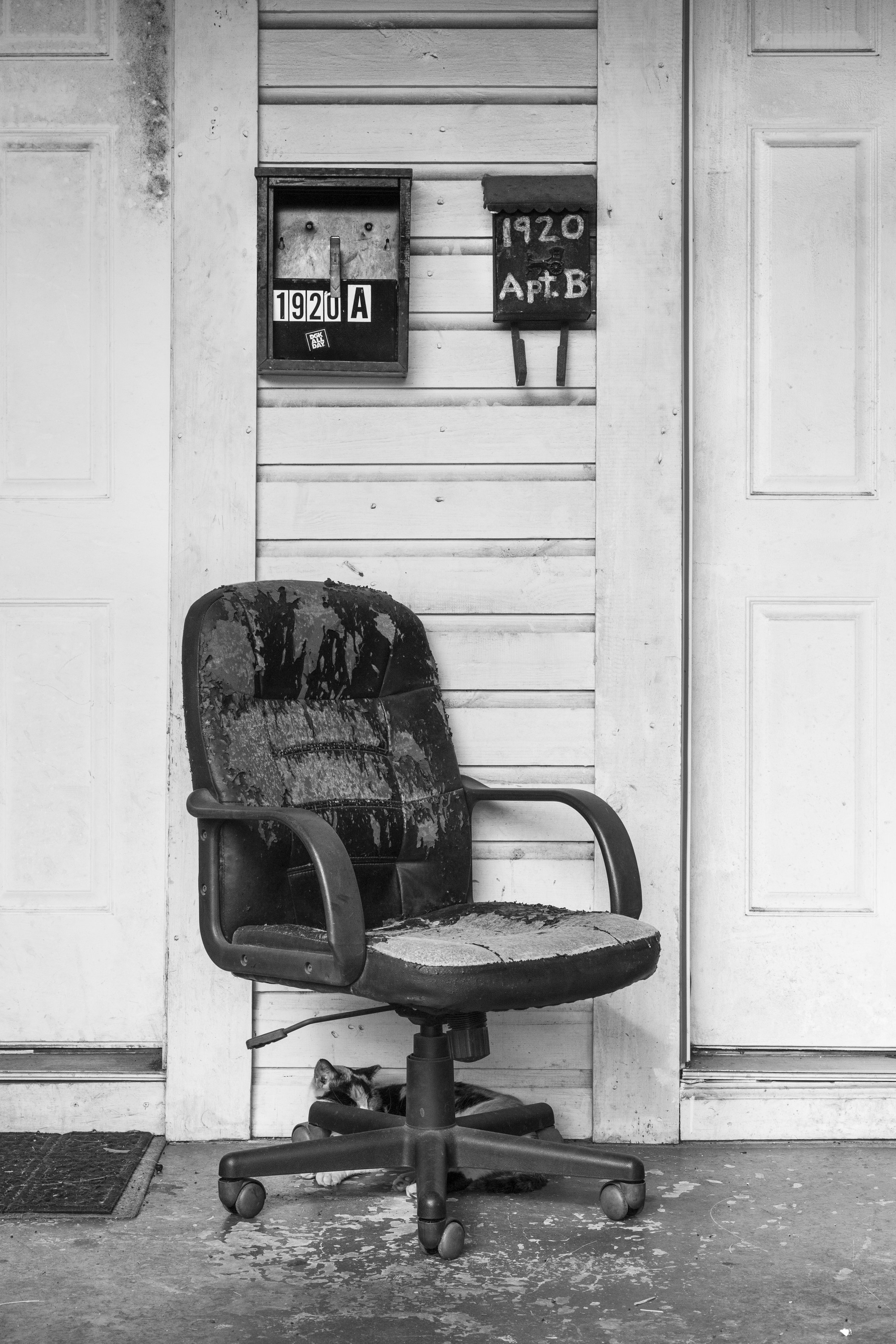 Chair and Cat_8333BW.jpg