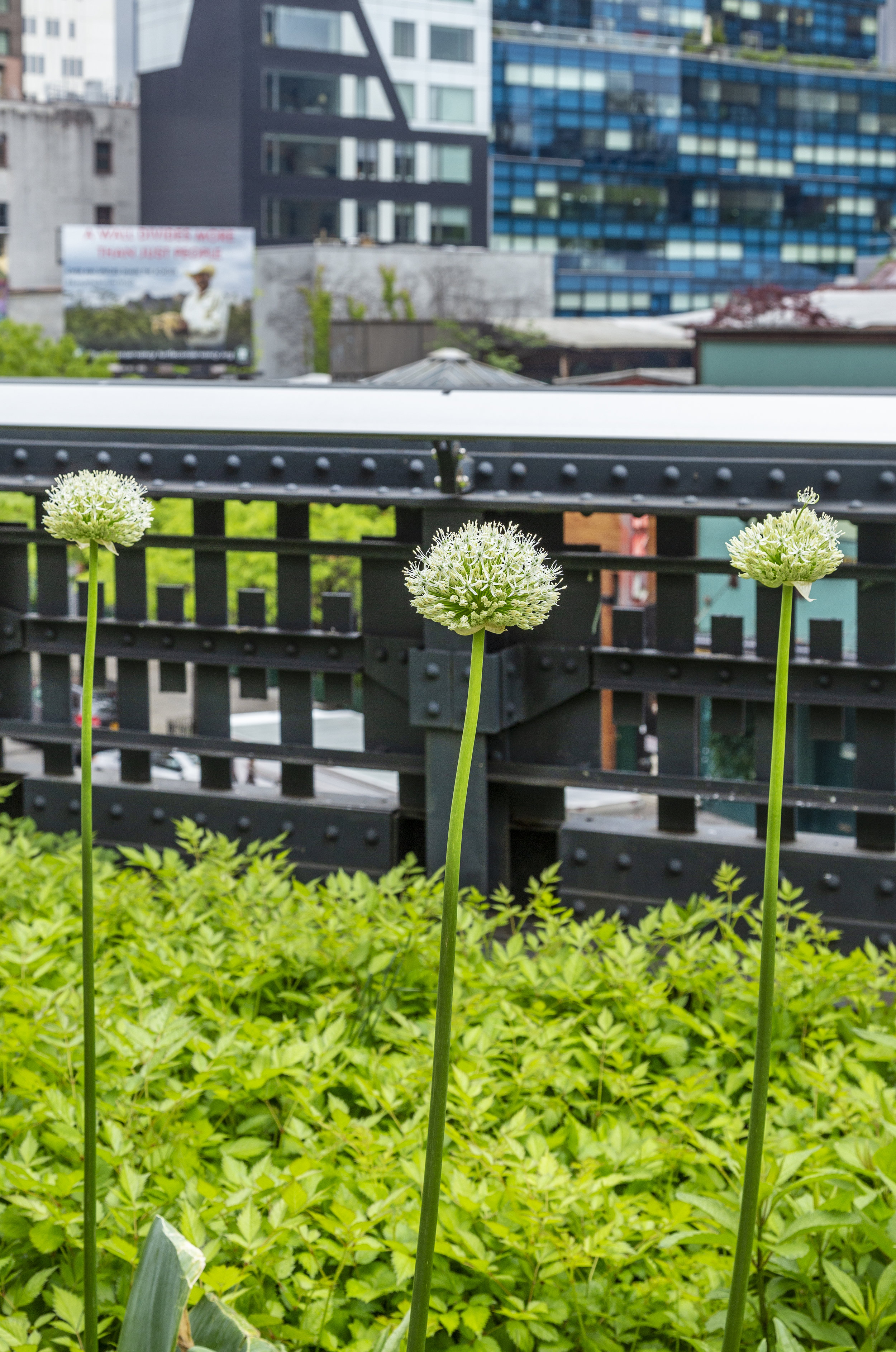 High Line 3 Flowers_3458.jpg