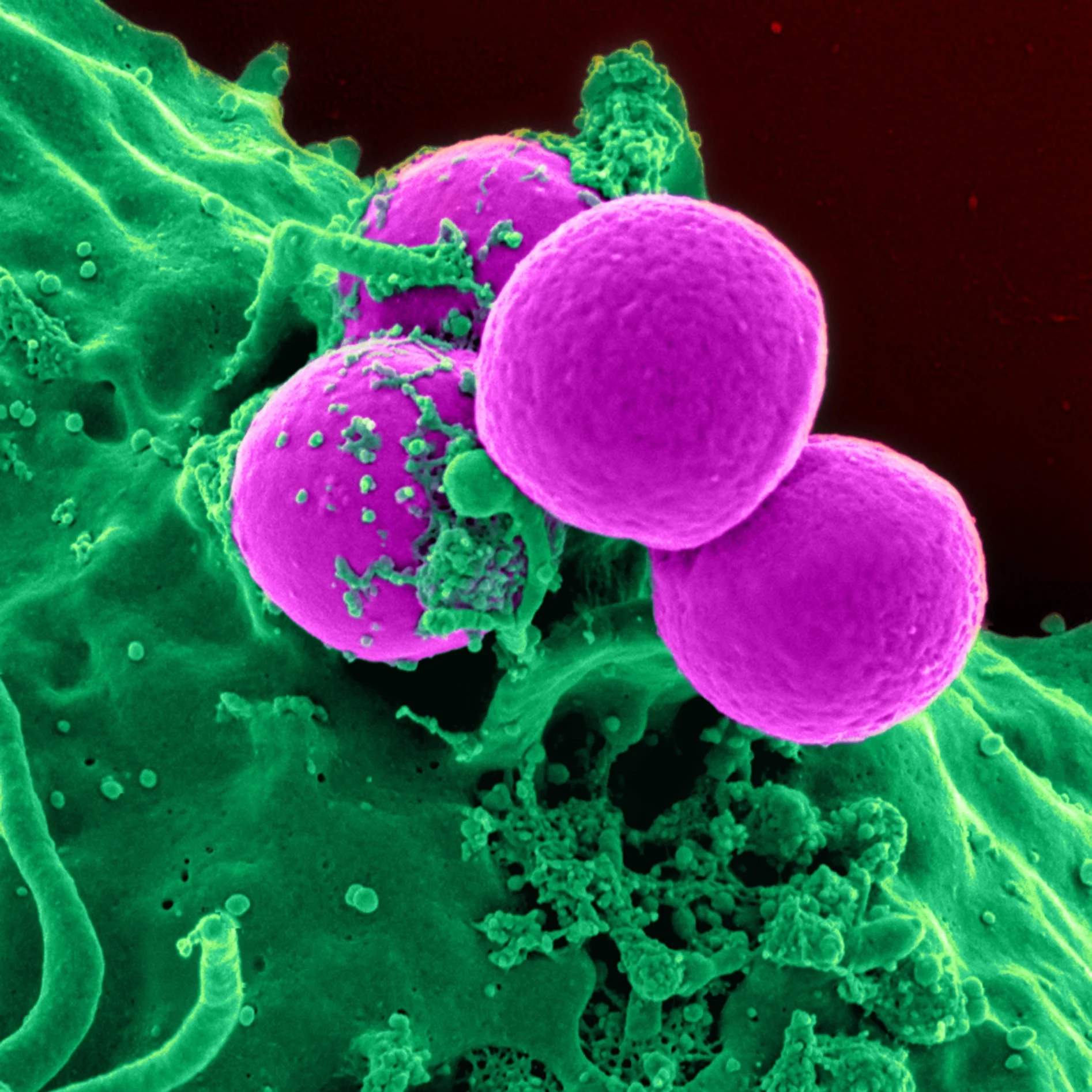 An Unexpected Role In Cell Adhesion