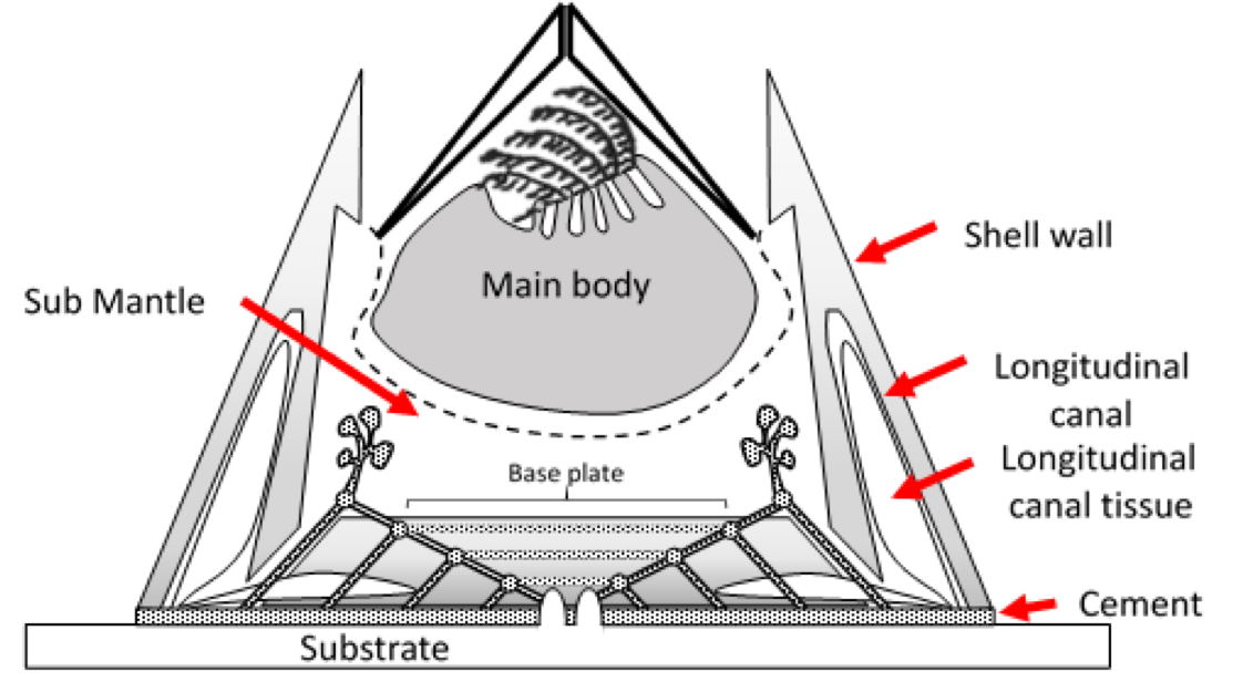 Figure 1. Conceptual drawing of the anatomy of the barnacle, Balanus amphitrite.
