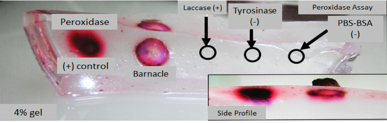 Figure 4. Peroxidase assay, the second step of Rescigno et al.’s colorimetric assay on the 4% polyacrylamide gel. In the bottom view the barnacle is shown as the bright pink circular object. There are four positive and negative control injections.