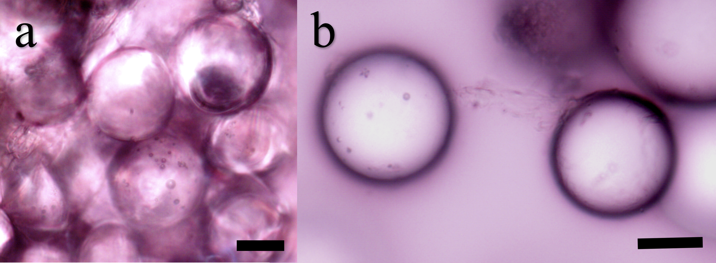 Figure 6. Glass microspheres covered in fibrous cement proteins. (a) Cluster of multiple beads glued together by the cement. (b) Two beads connected by cement. Scale bars ~ 250 μm.