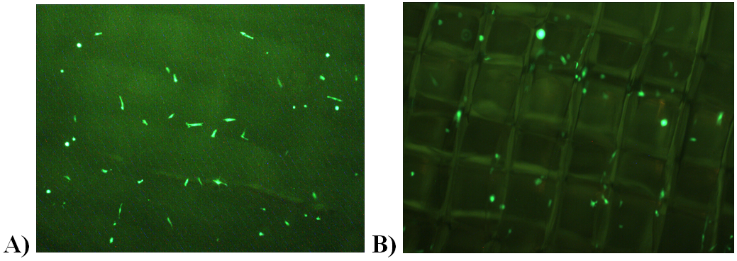 Figure 2. Fluorescent images of 230P and 215P scaffolds with DPSCs on day 1. A) The 230P picture shows the cell adhesion for the 230P scaffold 24 hours after the initial plating of the DPSCs. B) The 215P pict ure shows the cell adhesion for the 215P scaffold 24 hours after the initial plating of DPSCs. The initial plating concentration is relatively the same.