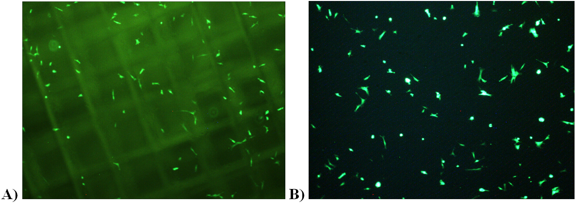 Figure 7. Fluorescent image of 24 hours after plating cells on 3-D prints and spuncast. The above pictures show the cell attachment 24 hours after initial plating on 3-D printed scaffold (A) and spuncast scaffold (B). This shows similar levels of cell attachment for both scaffolds.