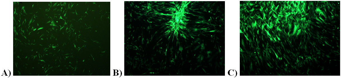 Figure 9. Fluorescent images of the spuncast scaffold on day 7. A) This picture shows the nodule formation of the spuncast scaffold on day 7. B) This picture shows the nodule formation on the spuncast scaffold treated with dexamethasone on day 7. C) This picture shows the proliferation increase due to shaking stimulus on day 7. Once again, differentiation was greater in dexamethasone-induced media and proliferation was greater for shaken samples.