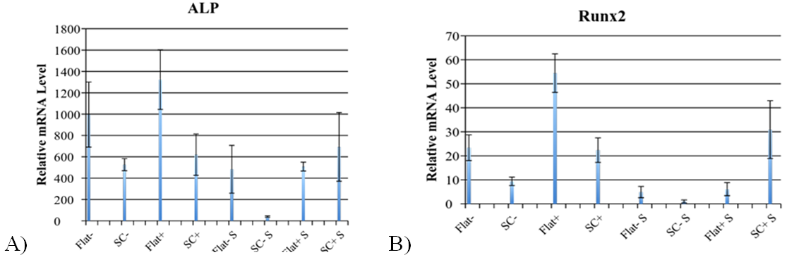 Figure 11. ALP and RUNX2 RT-PCR graph of relative mRNA levels. This figure shows the early markers for osteogenic differentiation, alkaline phosphatase (ALP) and runt-related transcription factor 2 (RUNX2). Flat signifies the 3-D printed scaffold whereas SC signifies the spuncast scaffold. A) ALP mRNA data indicates that all 3-D printed scaffolds had significant increases with the exception of the scaffolds treated with both dexamethasone and shake incubation. B) RUNX2 mRNA levels show that all 3-D printed scaffolds had significant increases with the exception of the scaffolds treated with both dexamethasone and shake incubation.