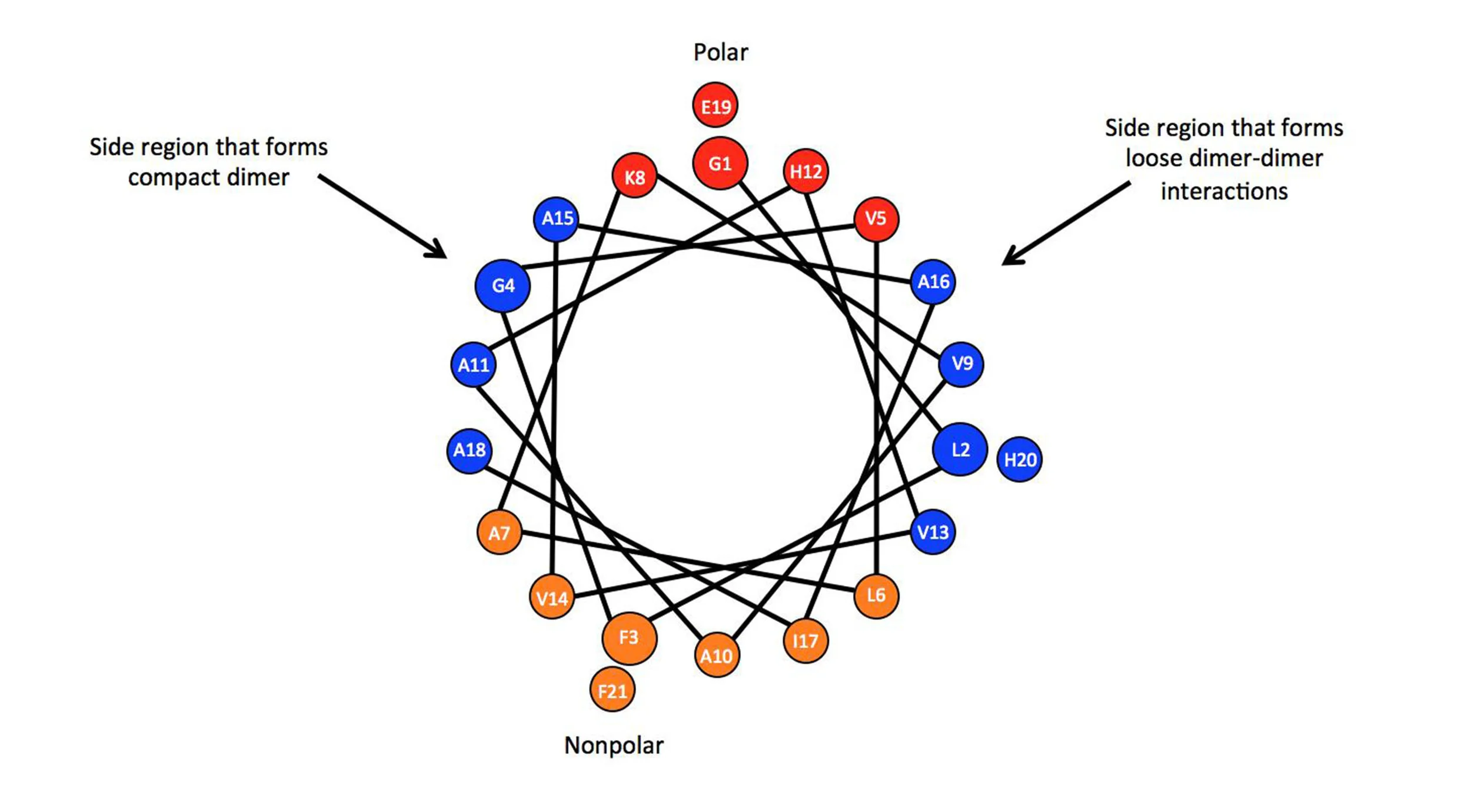 Figure 5. Helical wheel representation of an individual peptide and the location of specific amino acids. The amino acids were grouped together based on where they face in the peptide structure.