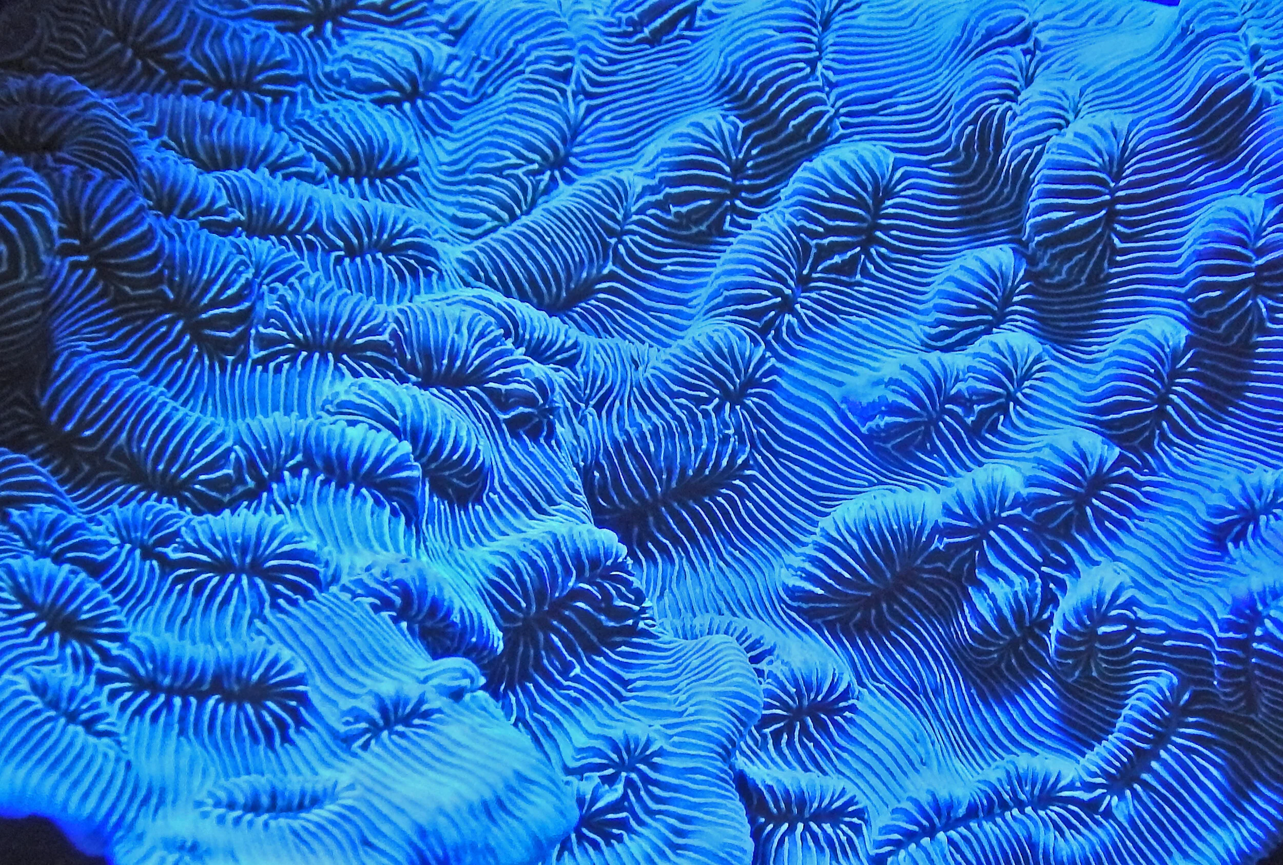 Diving In! Coral Reef Modeling in 3D