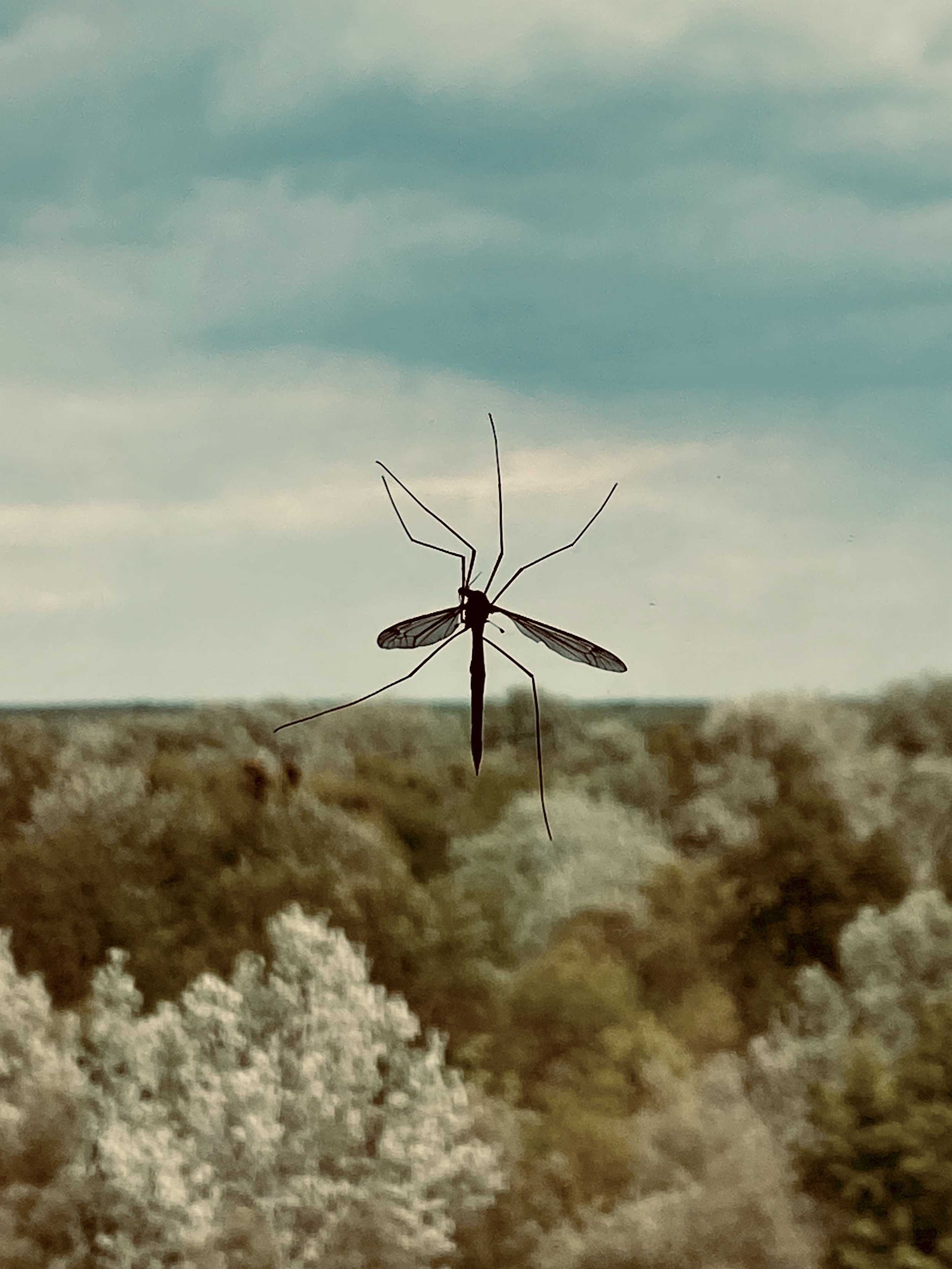 A Summertime Sting
