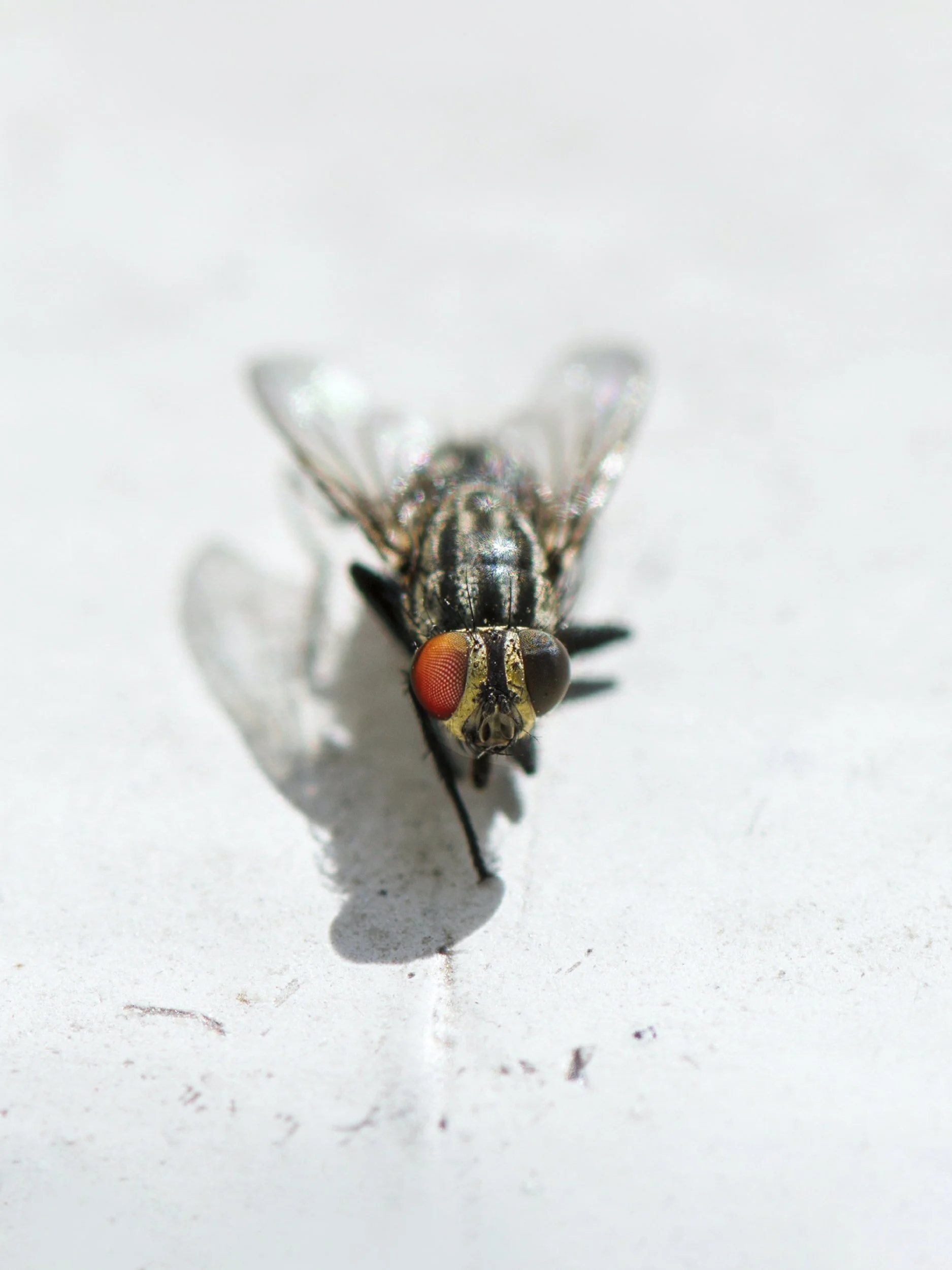 Using Drosophila melanogaster to Elucidate Sleep and Circadian Rhythm Disruptions After Traumatic Brain Injury