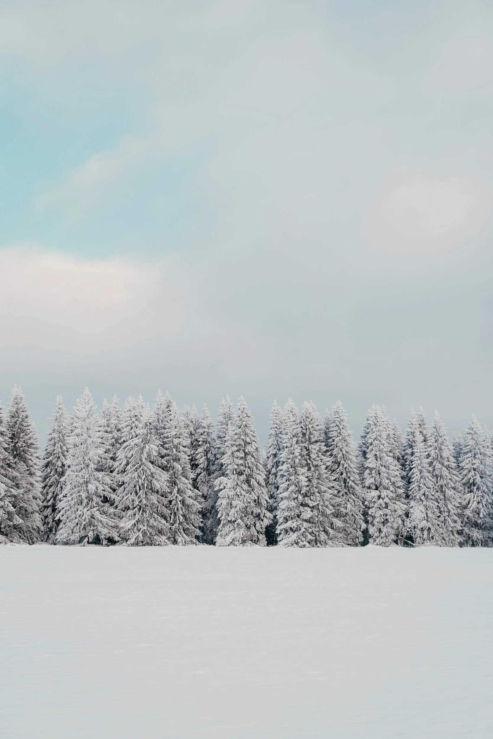 Investigating the Role of Thiamine in Epileptic Activity in the Drosophila melanogaster